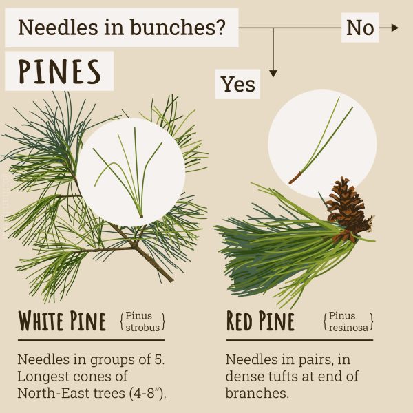 Pine Identification