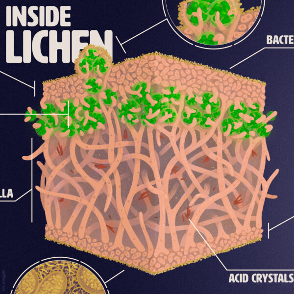 Inside a Lichen