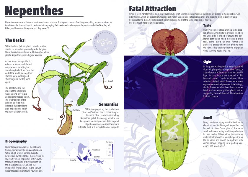 Nepenthes Infographic