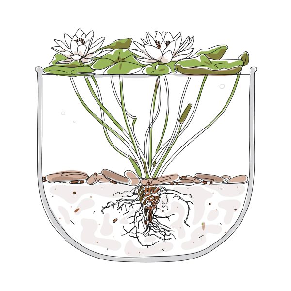 Waterlily Planter