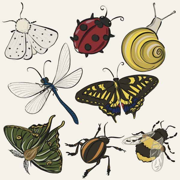 Bugs_And_Butterflies Illustration Elements