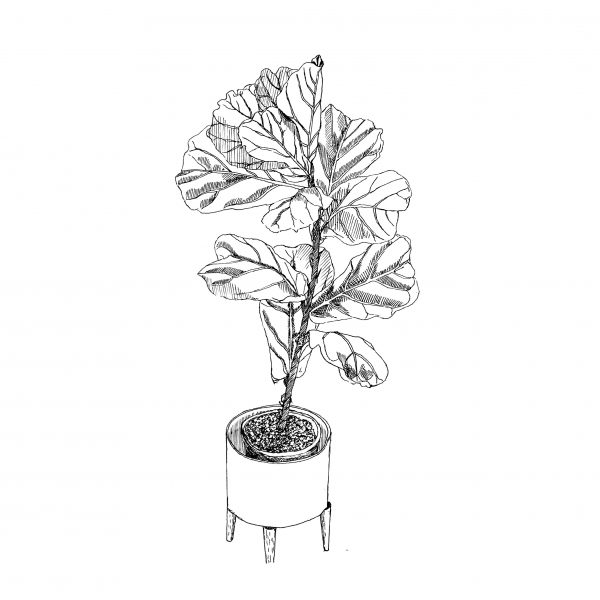 Fiddle Leaf Fig Illustration