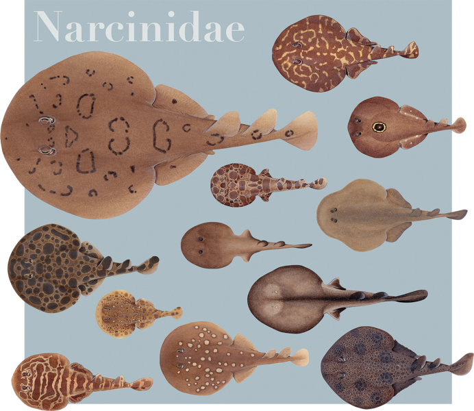 Narcinidae