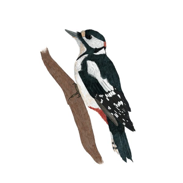 Woodpecker Illustration