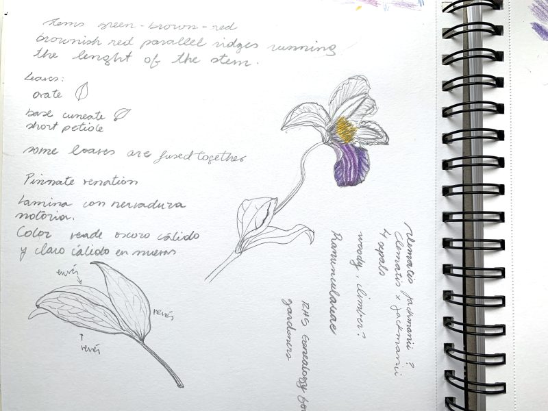 Clematis notes 1