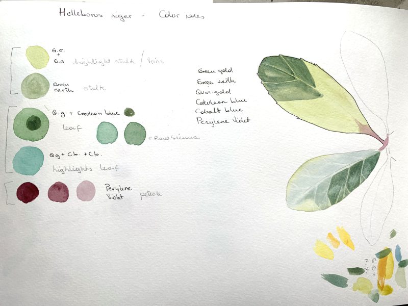 Helleborus niger study