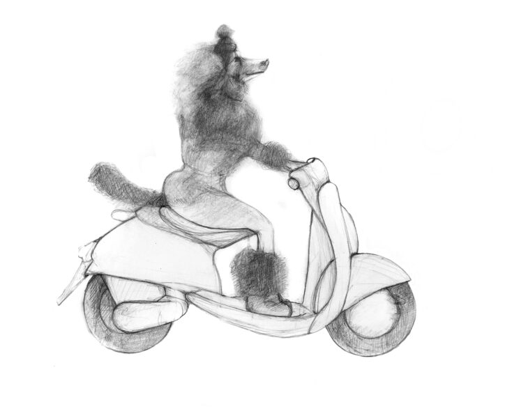 Poodle on bike_web