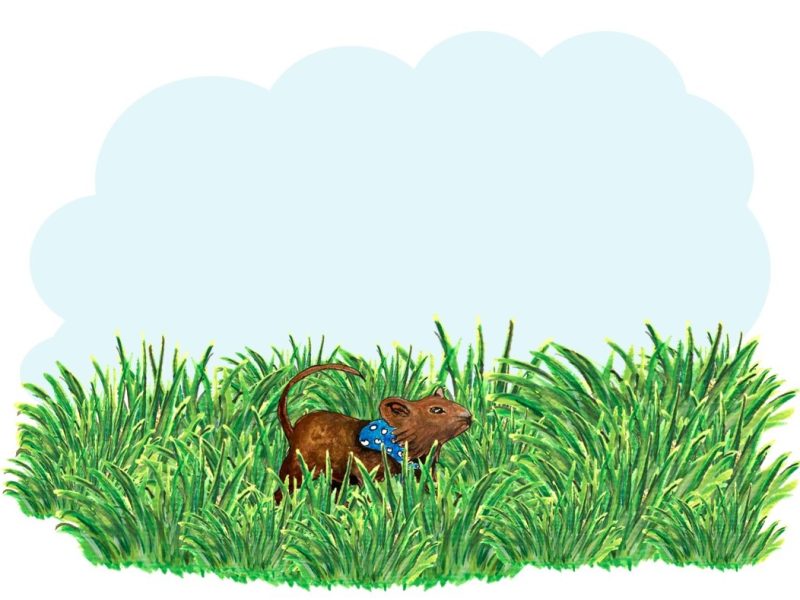 mouse in grass drawing again (3)