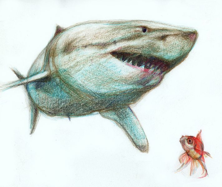 Big Shark vs small goldfish