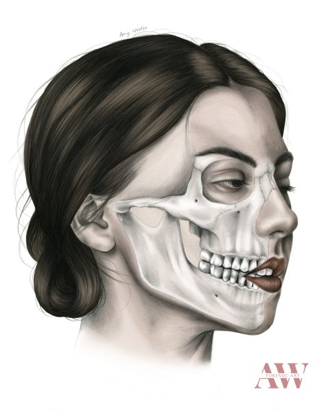 face dissection