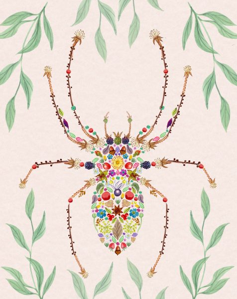 Botanical Spider Illustration