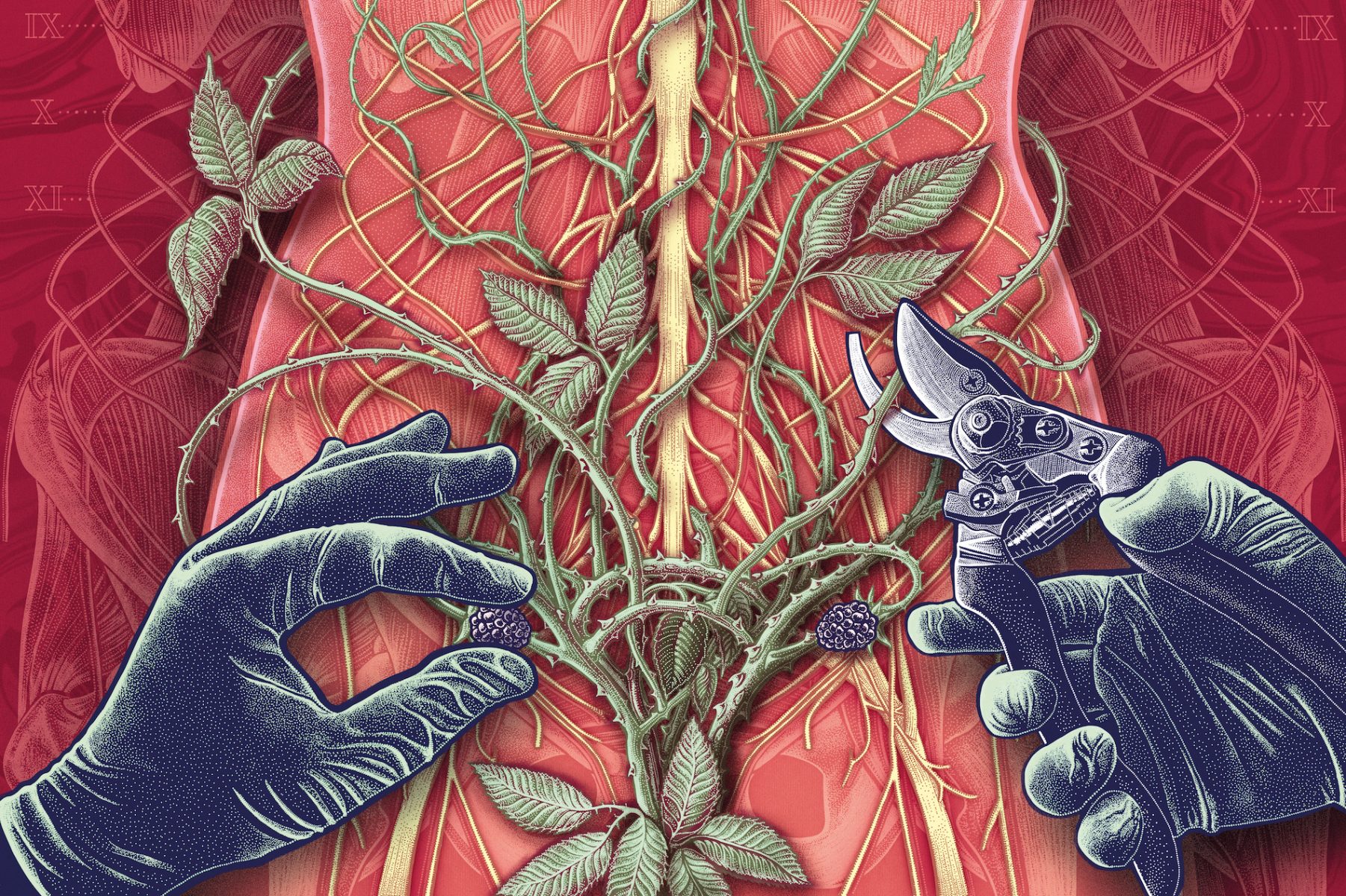 Illustration by Jennifer N. R. Smith / WonderTheory, showing thorned brambles growing up the nervous system of a person's torso, the brambles at the bottom of the piece are growing in the shape of a uterus, and there are blackberries where the ovaries should be. A blue, gloved hand is coming in from the left to pluck at the ovary blackberry, and another gloved hand coming in from the right is using gardening secateurs to cut one of the branches.