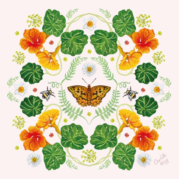 Nasturtium and Butterfly refect