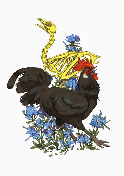 Maltese black rooster