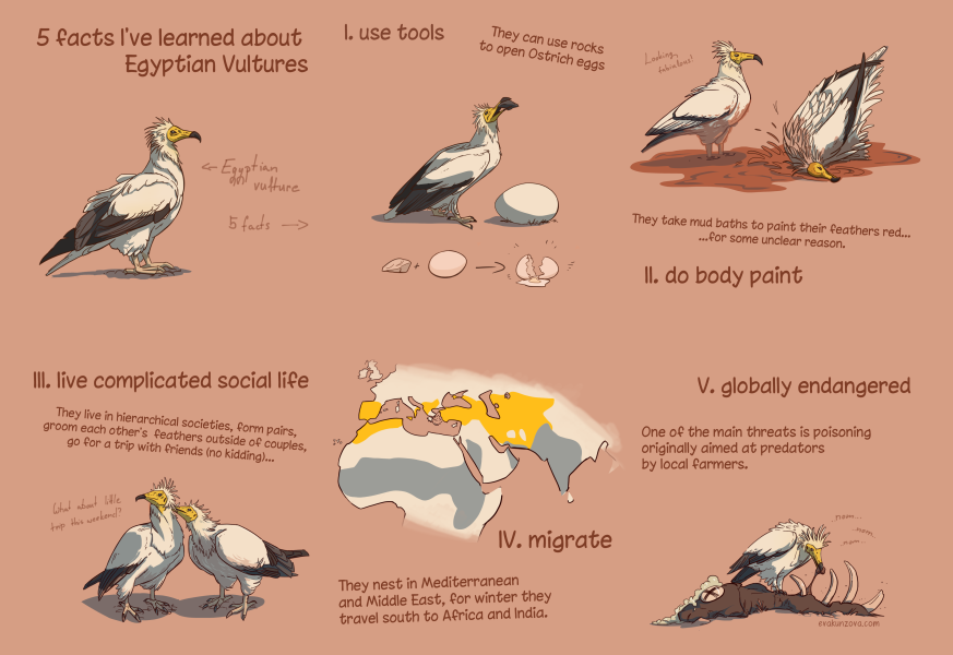 Egyptian Vulture