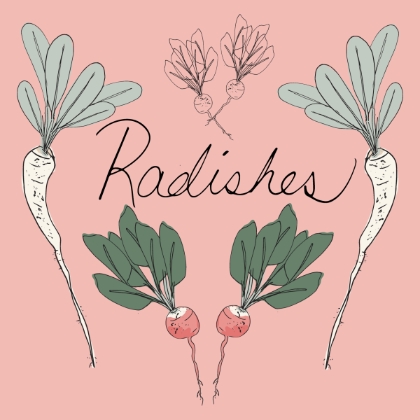 Daikon, Pink, French Breakfast Radishes Botanical Food Editorial Illustration