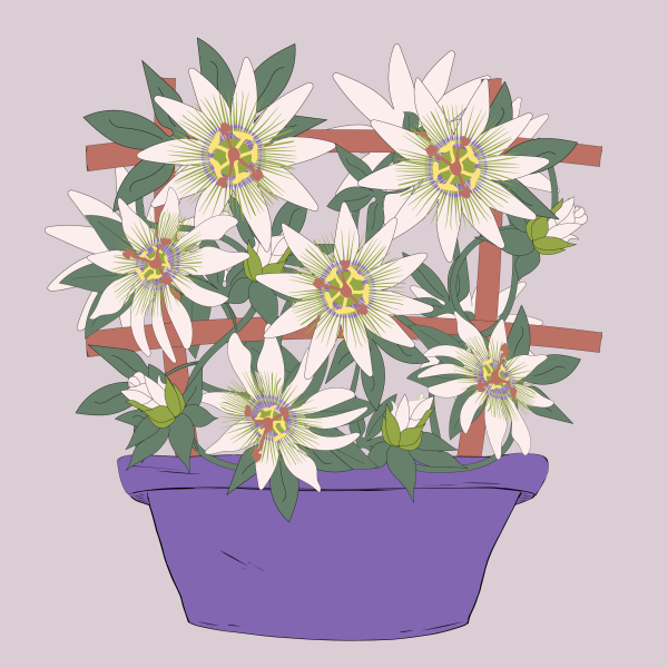 Ornamental Passion Flower Medicinal Plant in Flowerpot