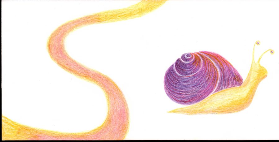 SLOW_snail_WEB
