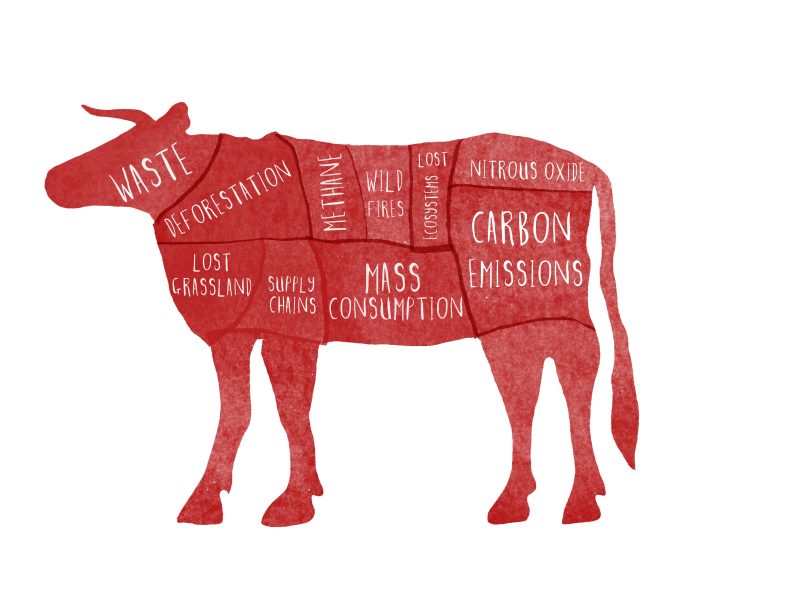 cow