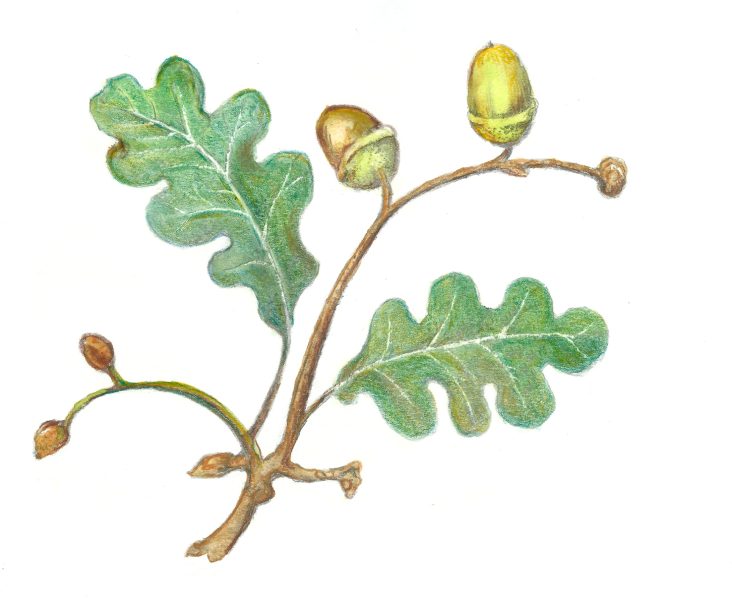 oak leaves & acorns