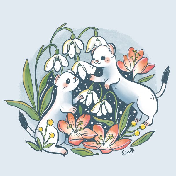 Stoats with snowdrops