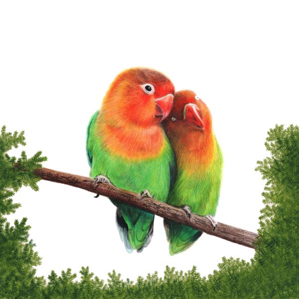 Lovebirds Illustration - Front Cover