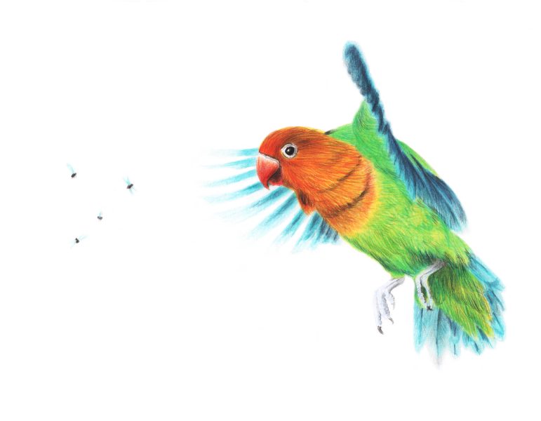 Lovebirds Illustration