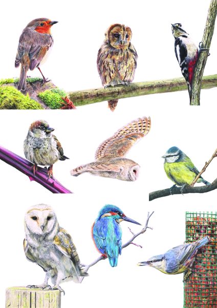 Wildlife Illustration