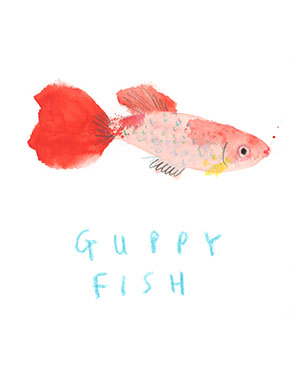Guppy fish