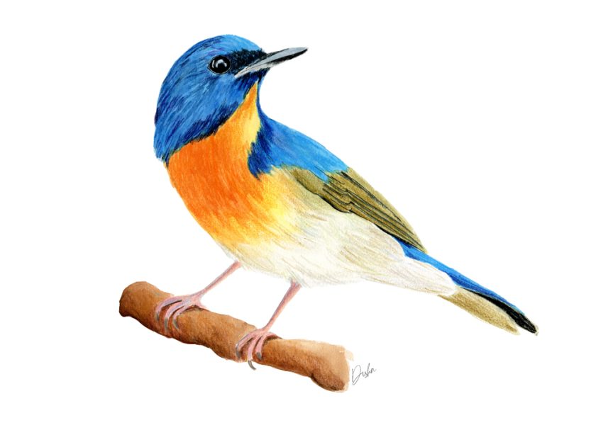 Blue Flycatcher Bird