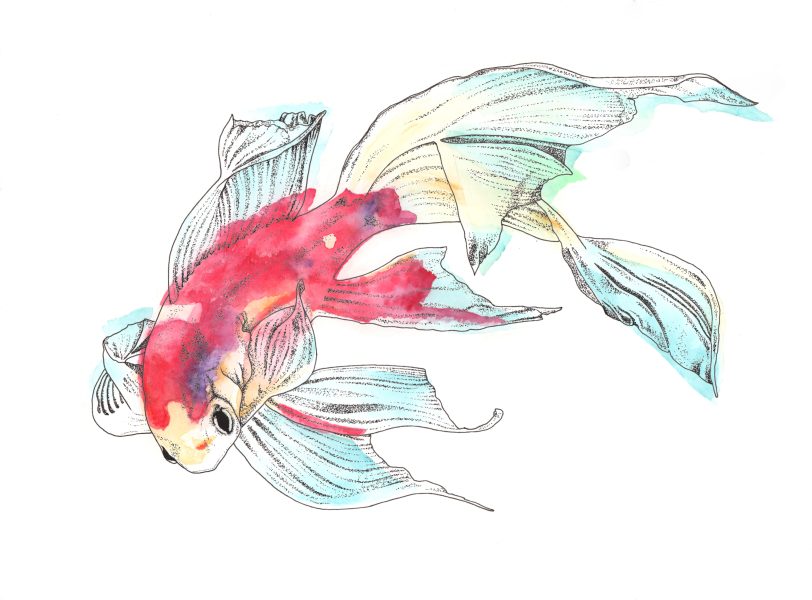 Mindful Fish
