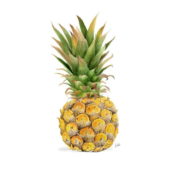Pineapple Illustration