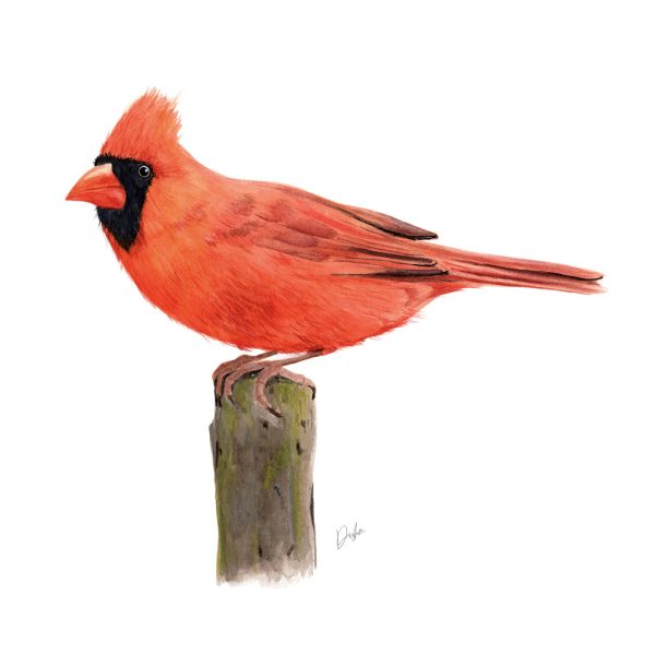 Red Cardinal Illustration