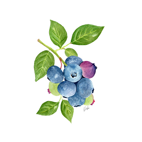 Blueberries