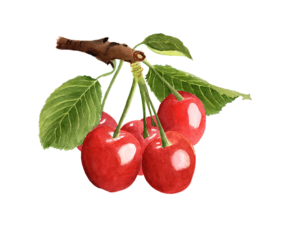 Cherries Illustration
