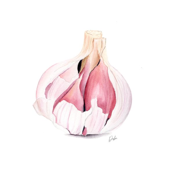 Garlic Illustration
