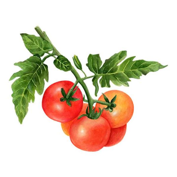 Tomatoes illustration