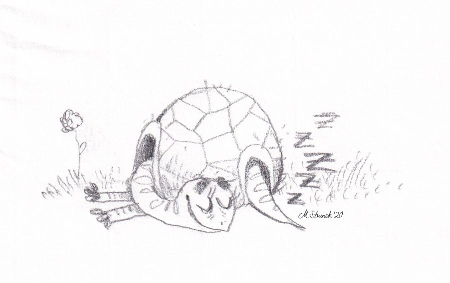 Sleeping Turtle