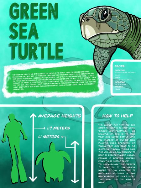 turtle info
