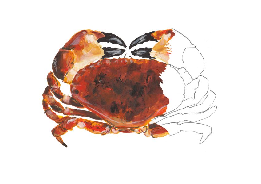 AbbyCookIllustrationCrabDrawing
