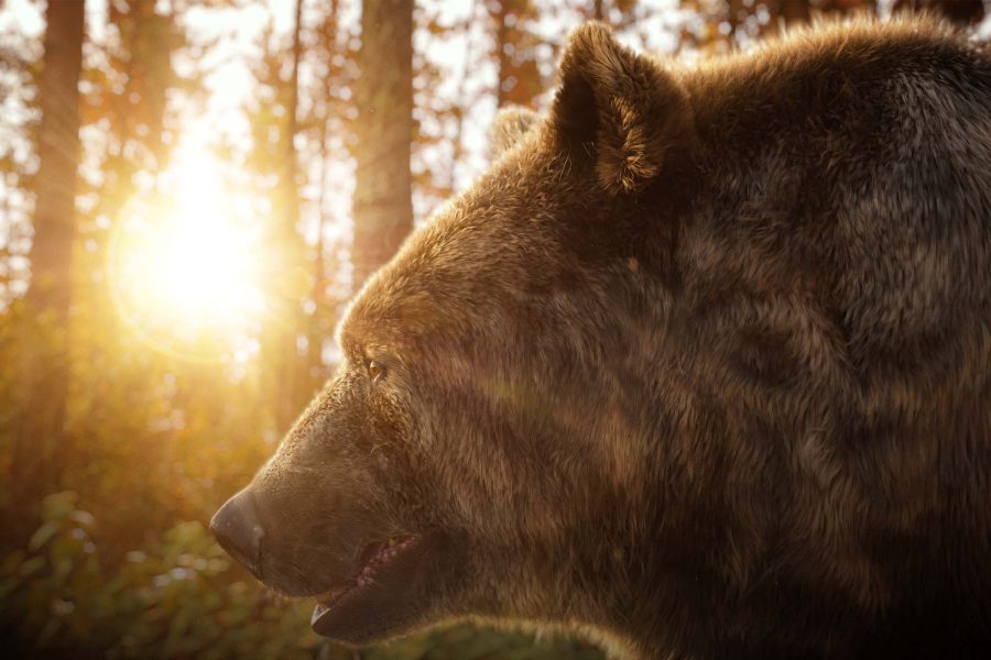 Boom-CGI-JSR- BearInTheWoods