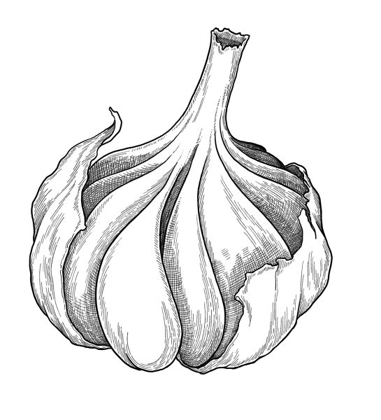 Garlic botanical illustration line work