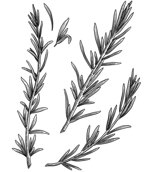 Rosemary Botanical illustration line work. Engraving style