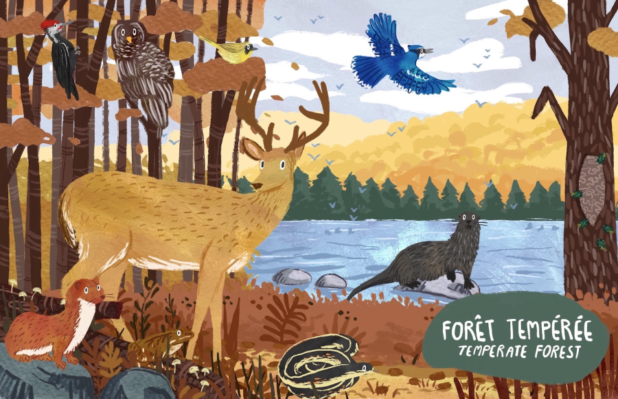 Temperate Forest
