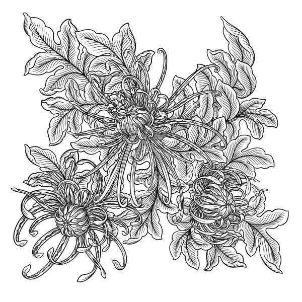 Illustration of chrysanthemums. Botanic line work