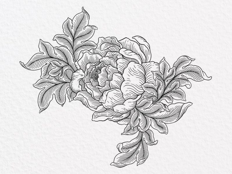 peony botanical illustration line work