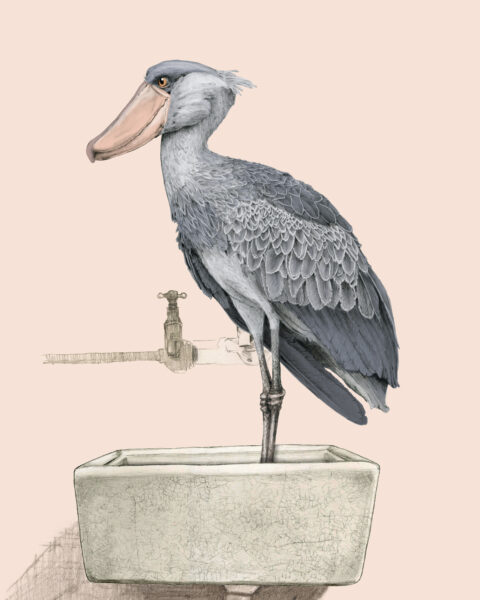 Shoebill