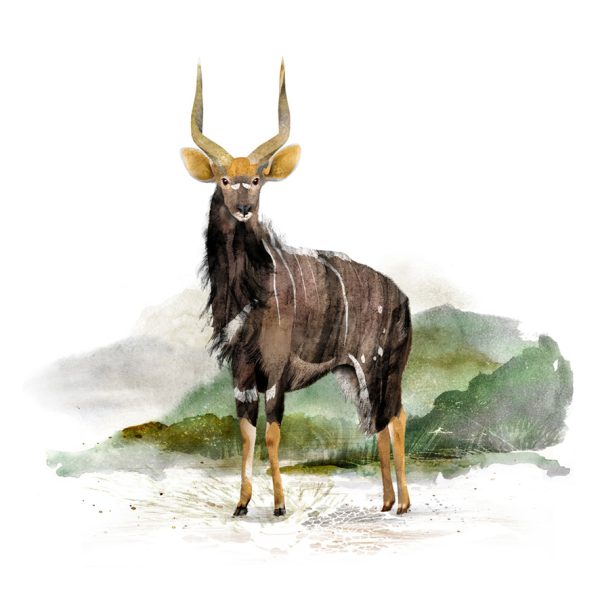 Nyala, Antelope