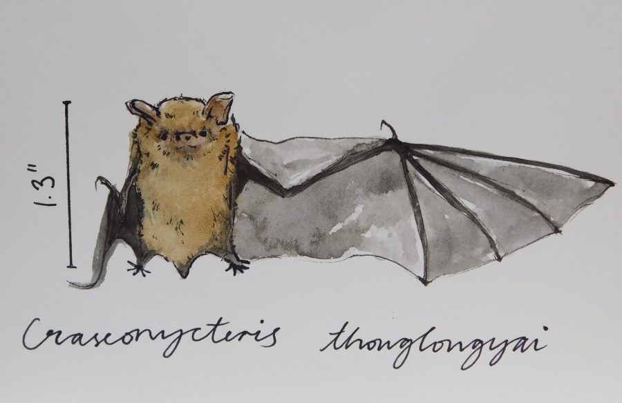 Bumblebee Bat 2022
