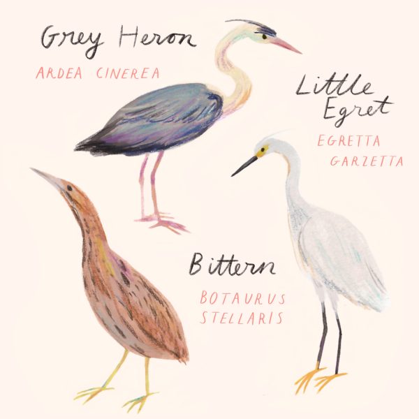 Heron-like Birds